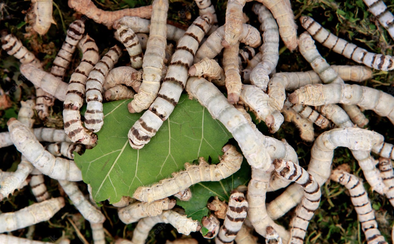 Creation of Silkworms with Mulberry Leaf